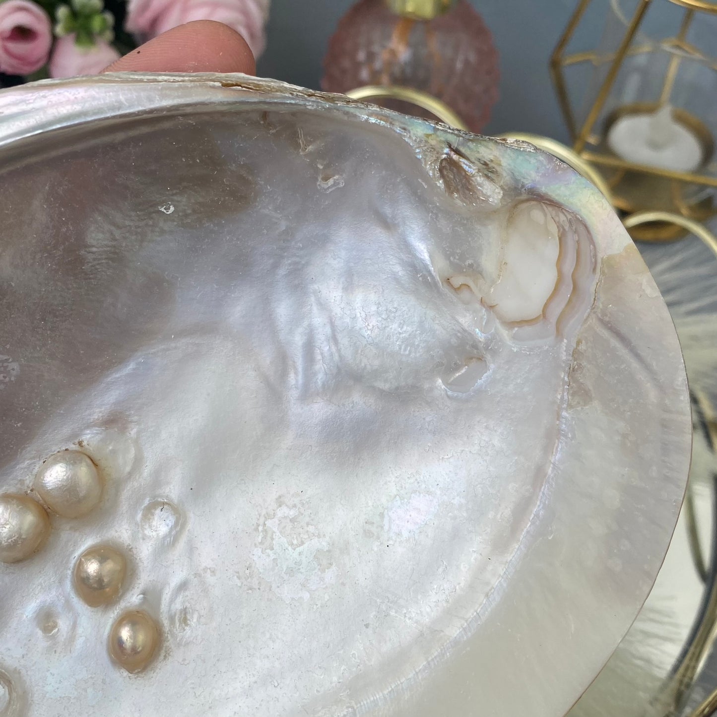 Shell with pearls