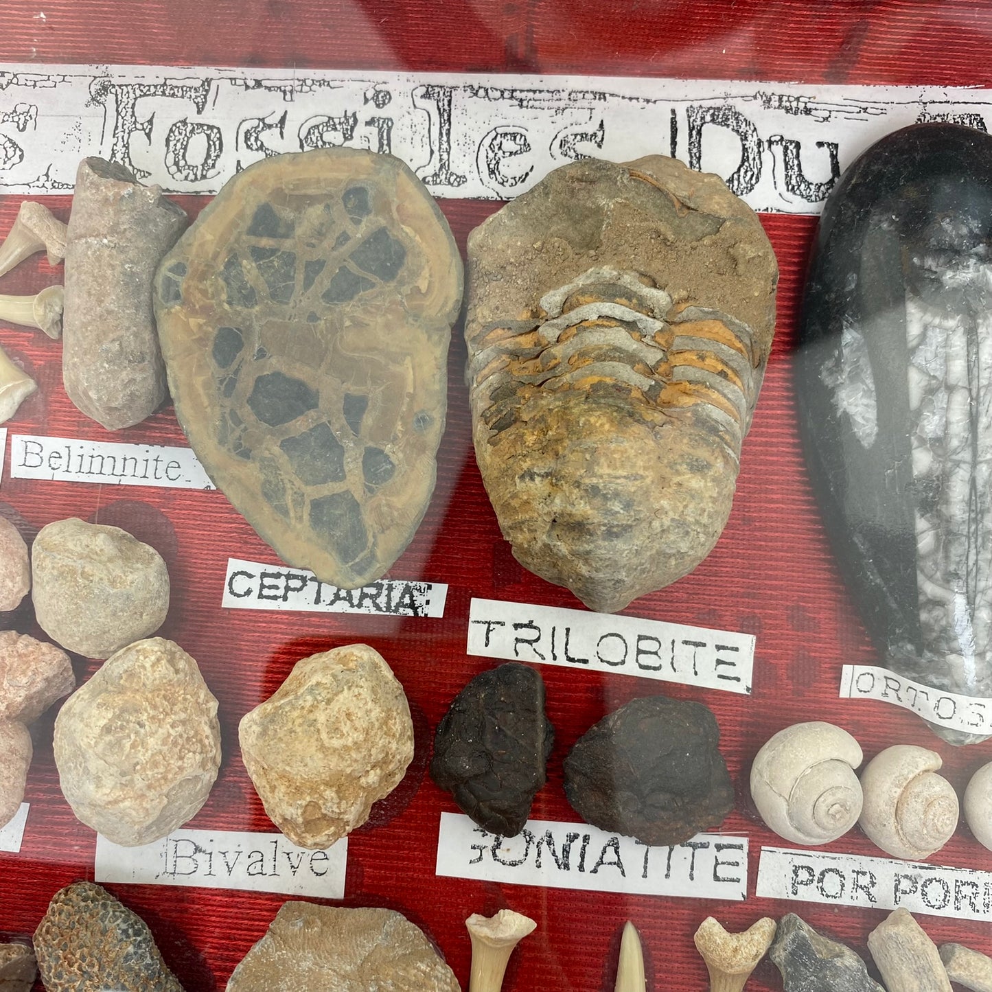 Fossil set