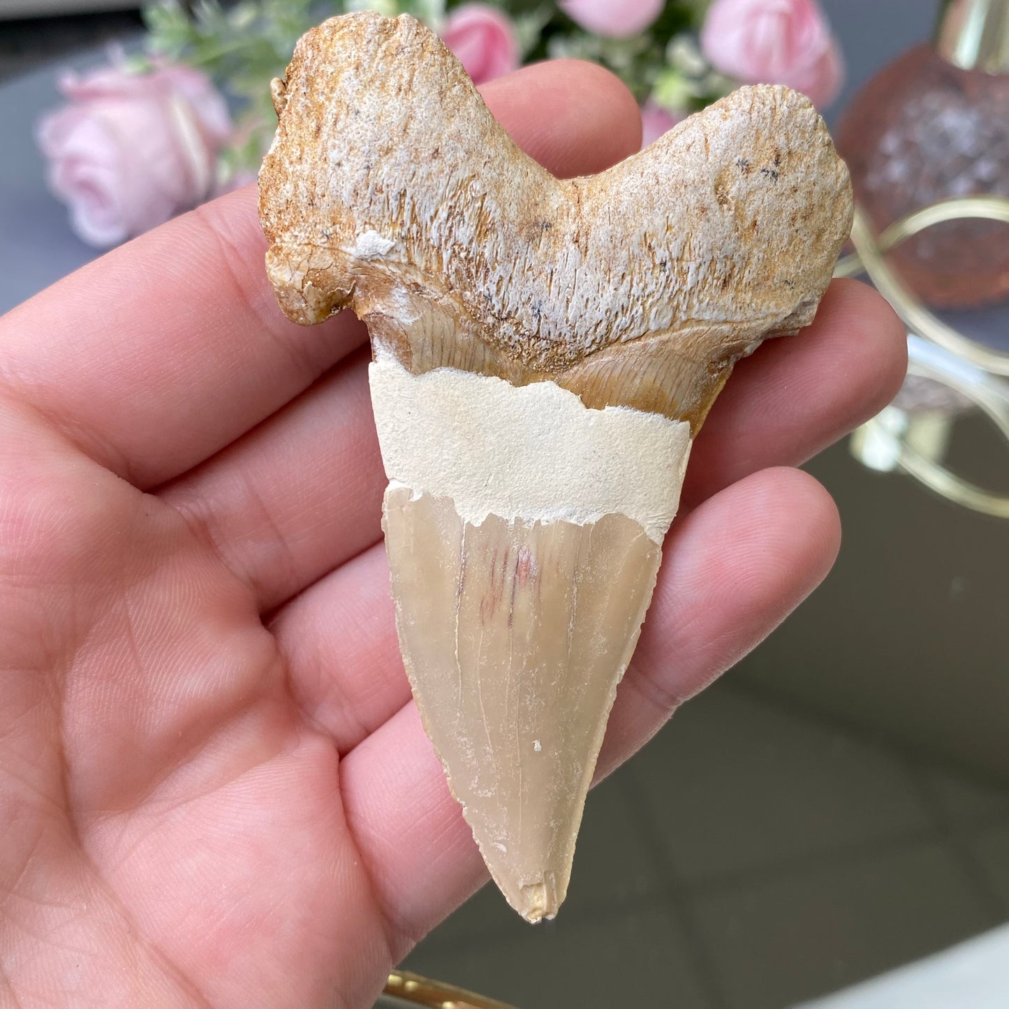 Natural Shark fossil tooth (size-XL)