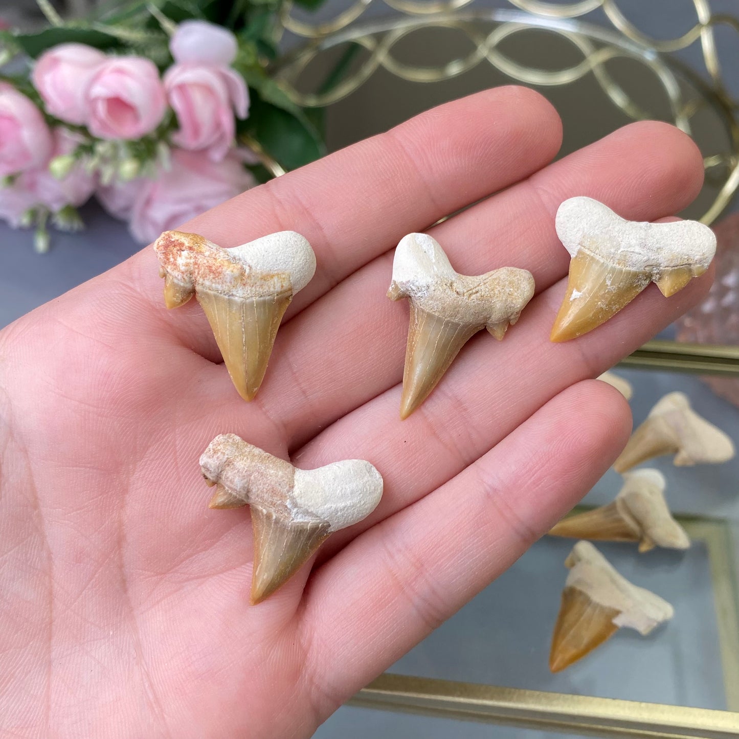 Natural Shark fossil tooth, size-S (1pc.)